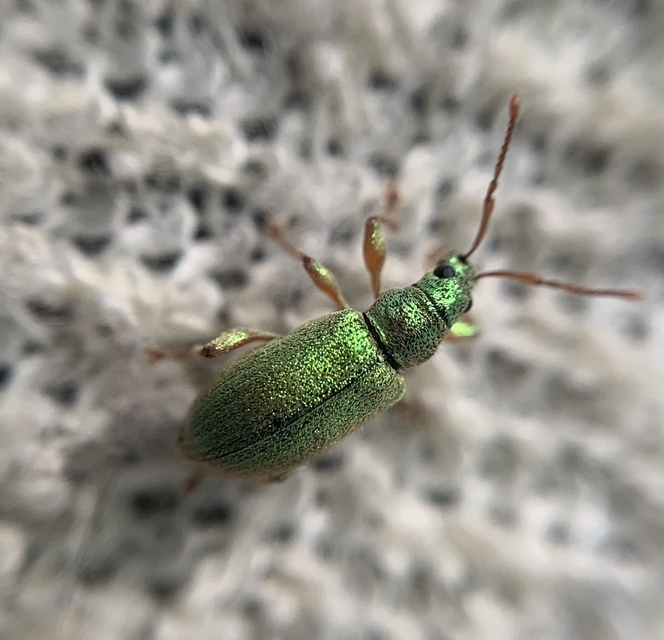 Phyllobius argentatus - ezüstös levélormányos