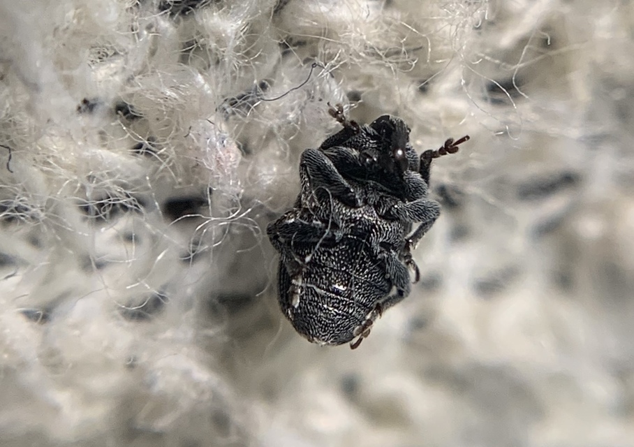 Rhinusa linariae - gubacsképző gyújtoványfű-ormányos