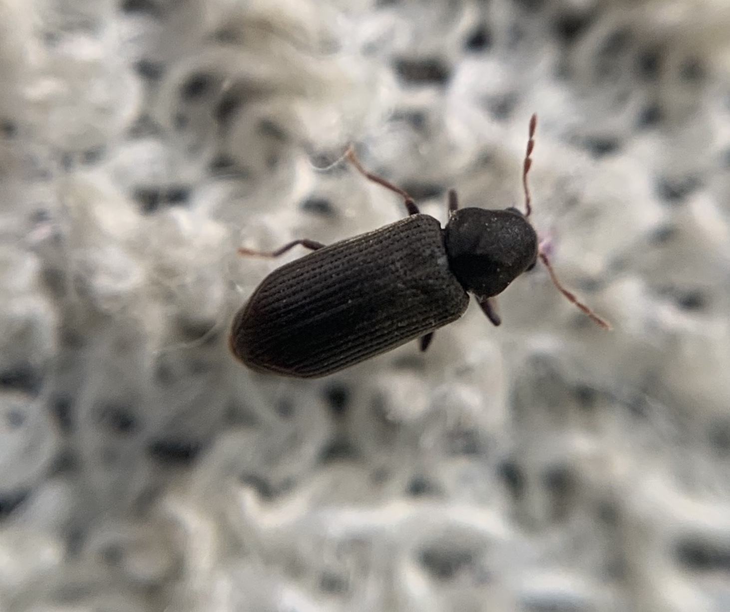 Hemicoelus fulvicornis - sárgacsápú kopogóbogár