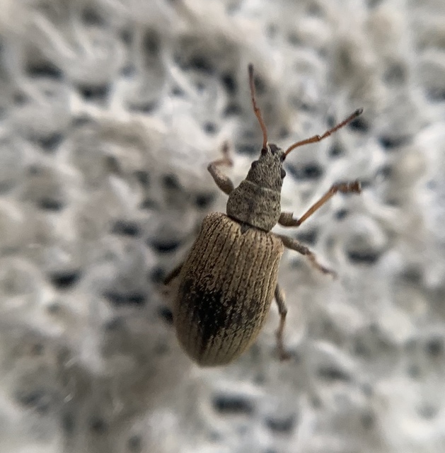 Phyllobius pallidus - tölgy-levélormányos