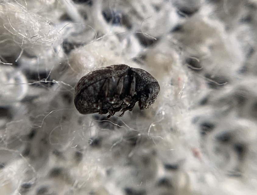 Anthribus nebulosus - ködfoltos pajzstetvész-orrosbogár