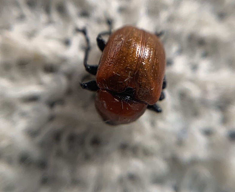 Attelabus nitens - tölgy-levélsodró