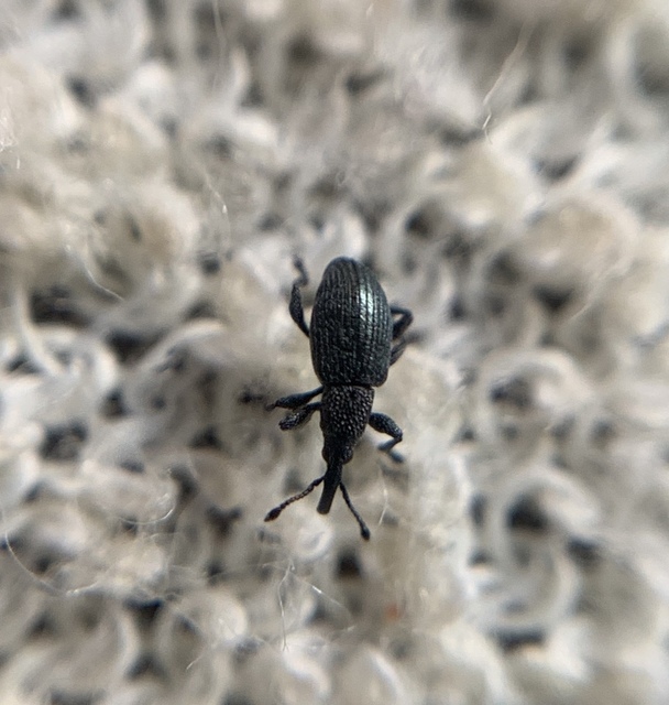Ceratapion penetrans - lapátlábú cickányormányos Ceratapion penetrans - lapátlábú cickányormányos