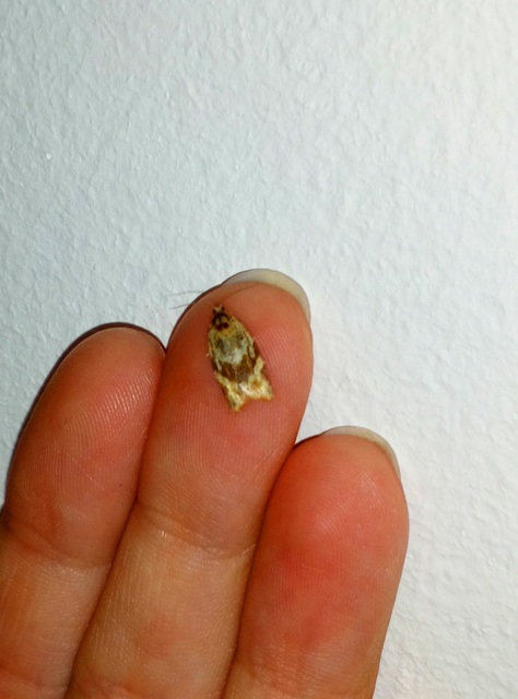 Argyrotaenia ljungiana - ékes sodrómoly