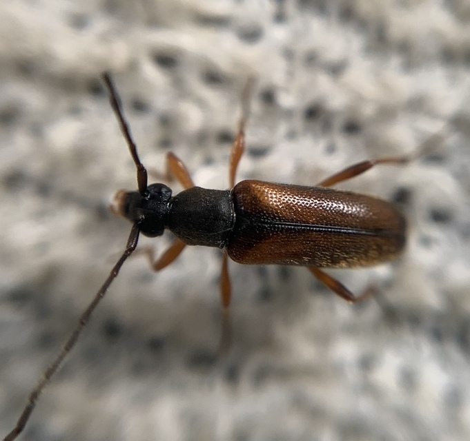 Alosterna tabacicolor - barna juharcincér