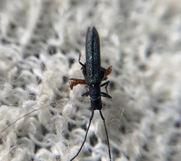 Theophilea subcylindricollis - hengeres szalmacincér