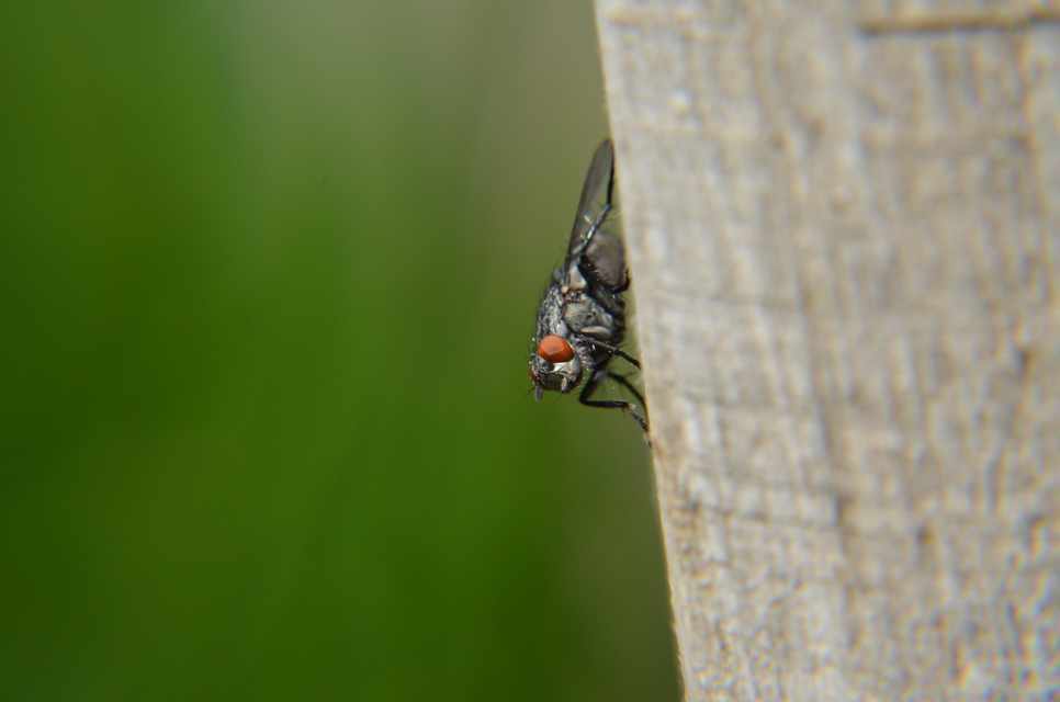 Sarcophagidae - húslégyfélék
