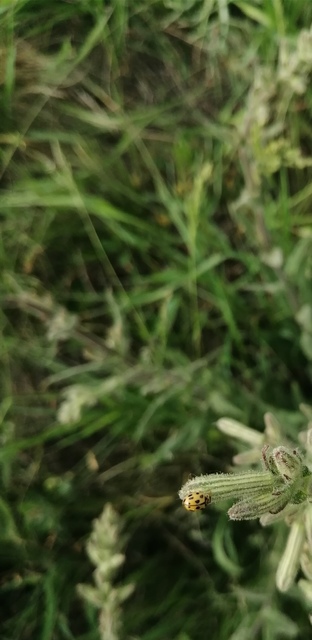 Propylea quatuordecimpunctata - tizennégypettyes füsskata