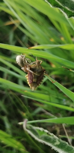 Carpocoris
