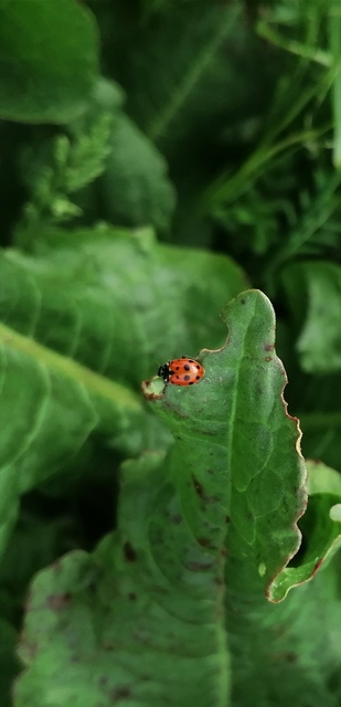 Hippodamia variegata - tizenhárompettyes katica