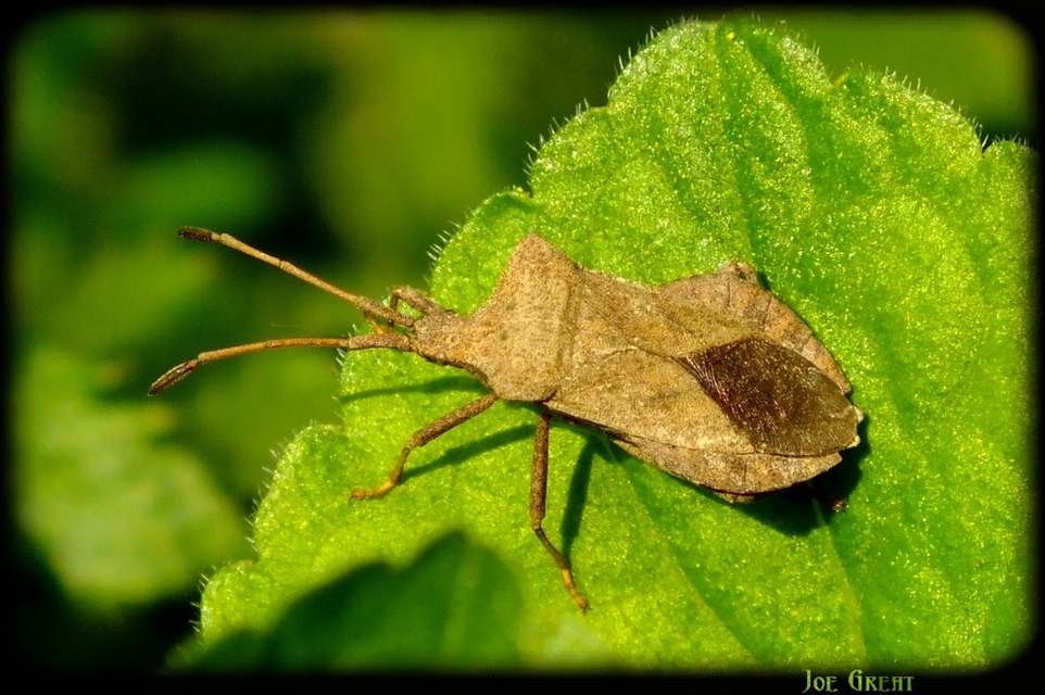 Coreus marginatus - közönséges karimáspoloska