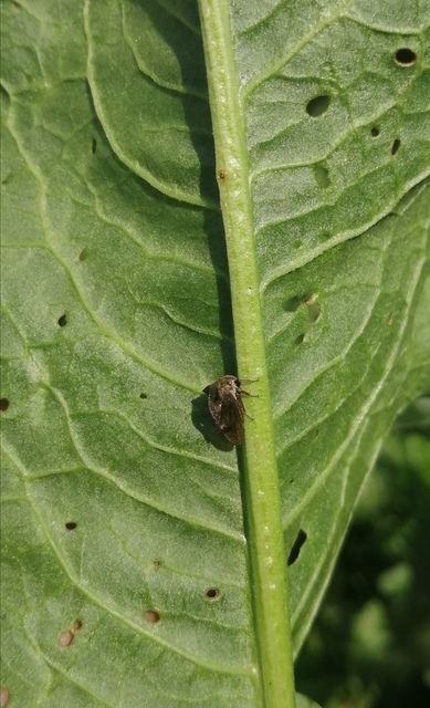 Centrotus cornutus - szarvaskabóca