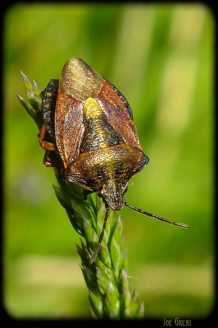 Carpocoris