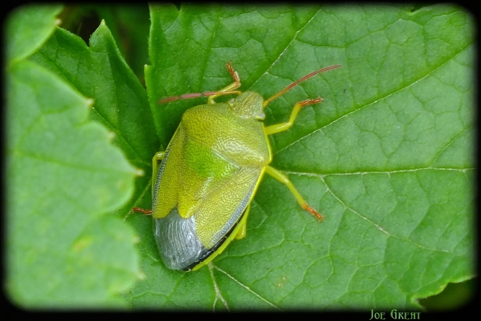 Piezodorus lituratus - bíboros címerespoloska Piezodorus lituratus - bíboros címerespoloska