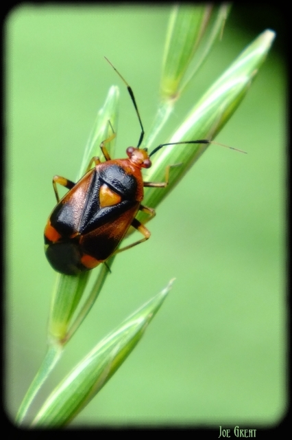 Deraeocoris ruber - vöröses mezeipoloska