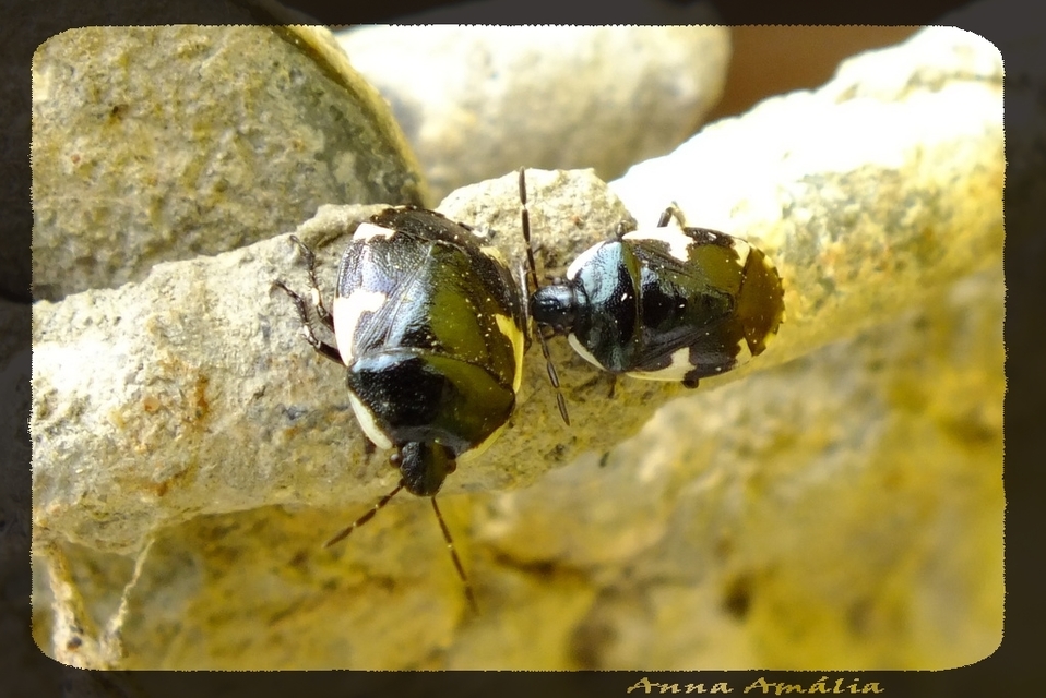 Tritomegas sexmaculatus - hatfoltos földipoloska