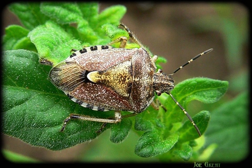 Dolycoris baccarum - közönséges bogyómászó-poloska Dolycoris baccarum - közönséges bogyómászó-poloska