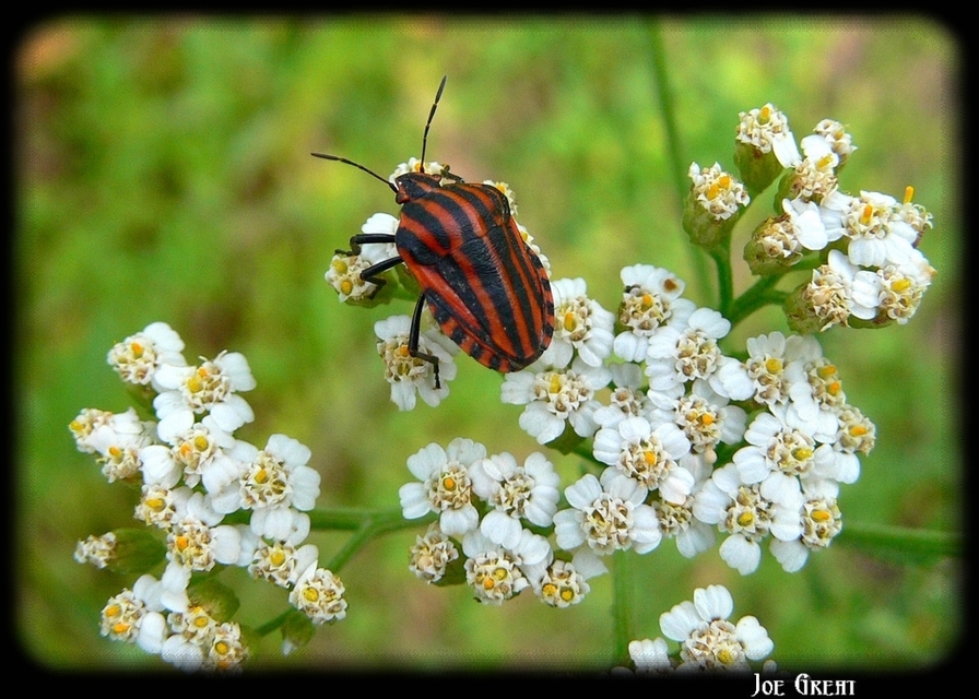 Graphosoma italicum - csíkos pajzsospoloska