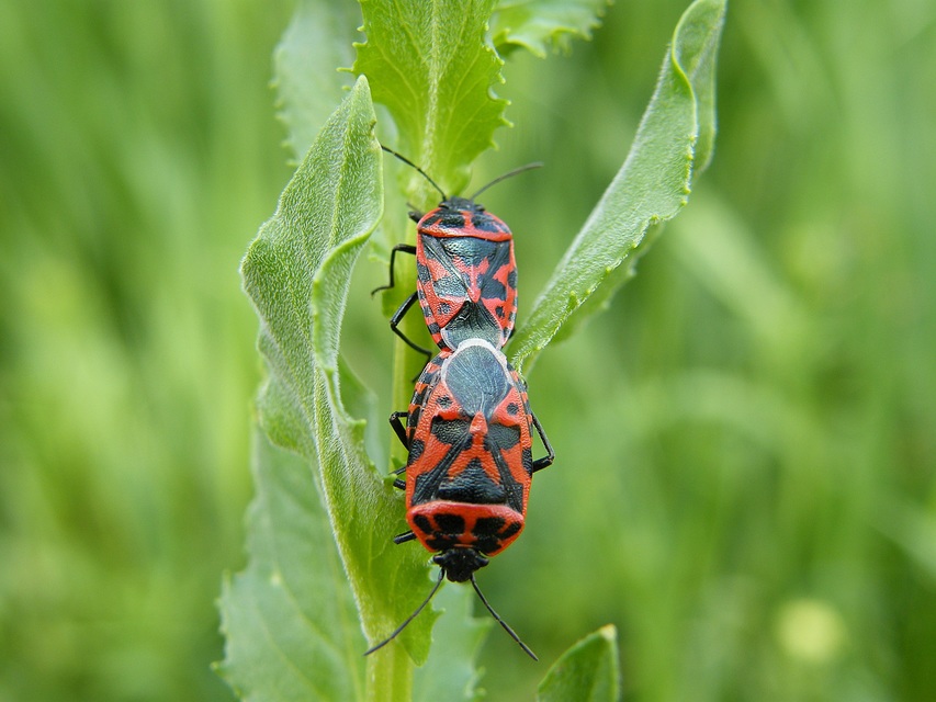 Eurydema ventralis - káposztapoloska