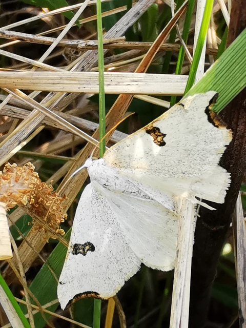Eilicrinia cordiaria - fehér fűzfaaraszoló