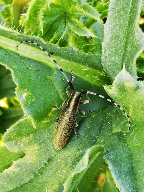 Agapanthia villosoviridescens - fehérgyűrűs bogáncscincér
