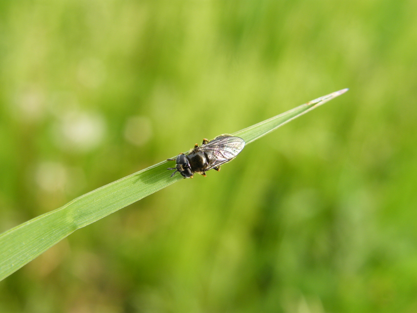 Cheilosia