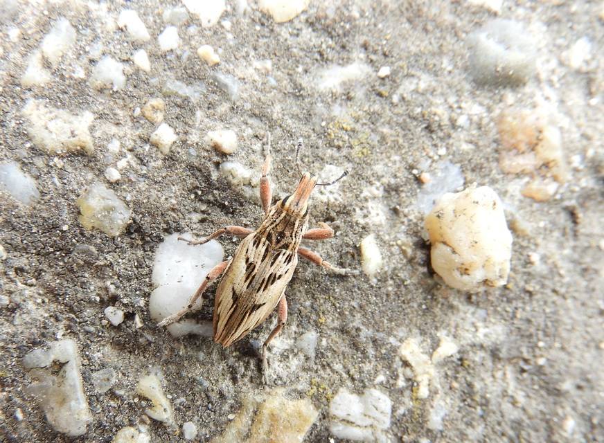 Coniocleonus nigrosuturatus - nyíljegyes barkó