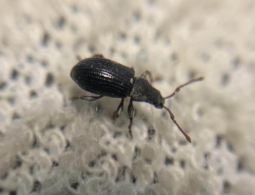 Phyllobius pyri - gyümölcsfa-levélormányos