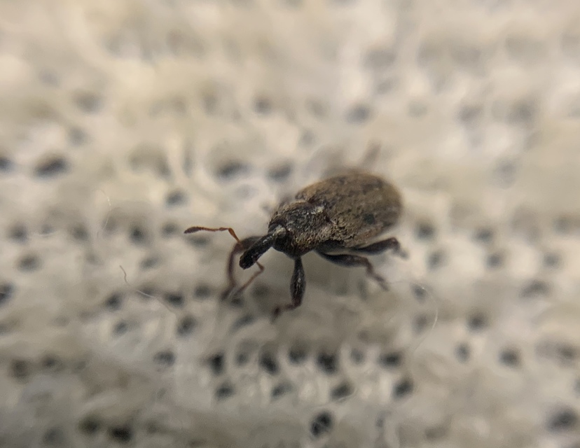 Hypera nigrirostris - pompás pikkelyesormányos