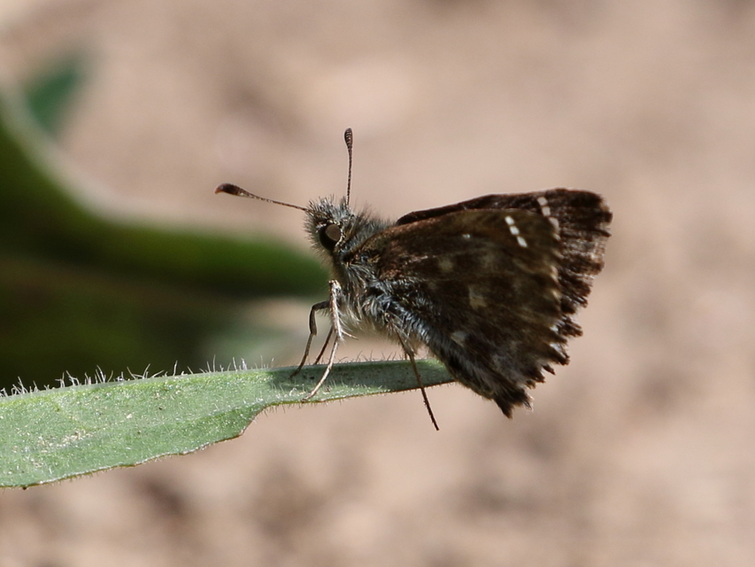 Carcharodus alceae - mályva-busalepke
