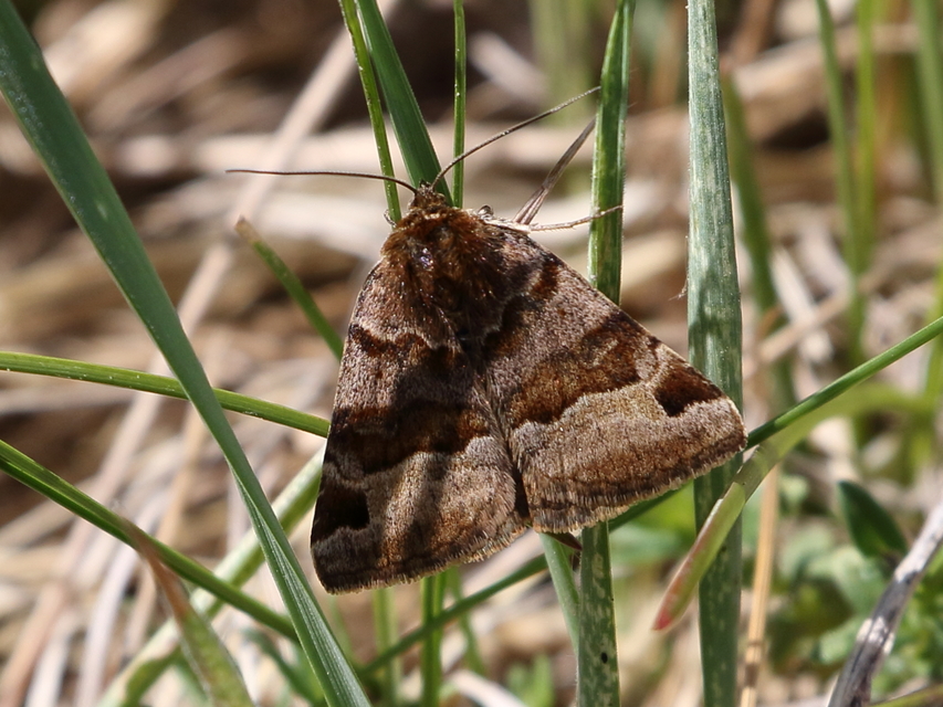 Euclidia glyphica - közönséges nappalibagoly