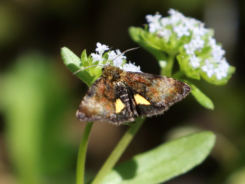 Panemeria tenebrata - apró sárgabagoly