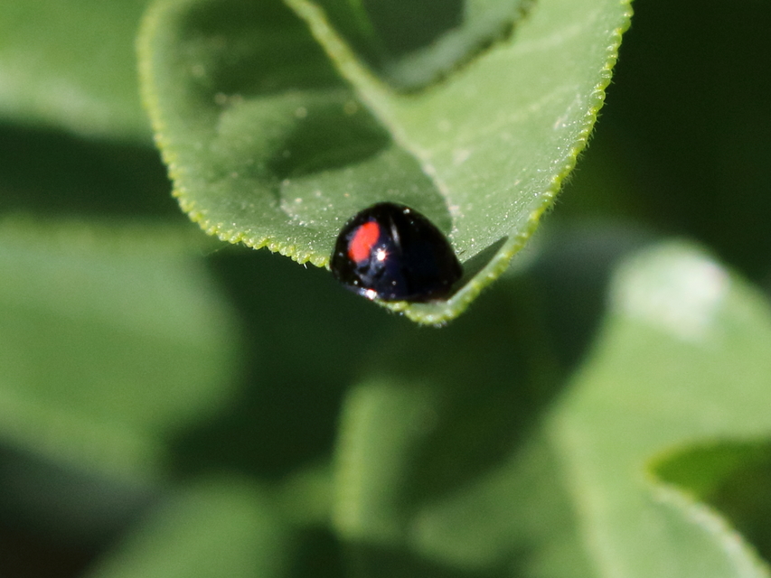 Chilocorus renipustulatus - vesefoltos szerecsenkata
