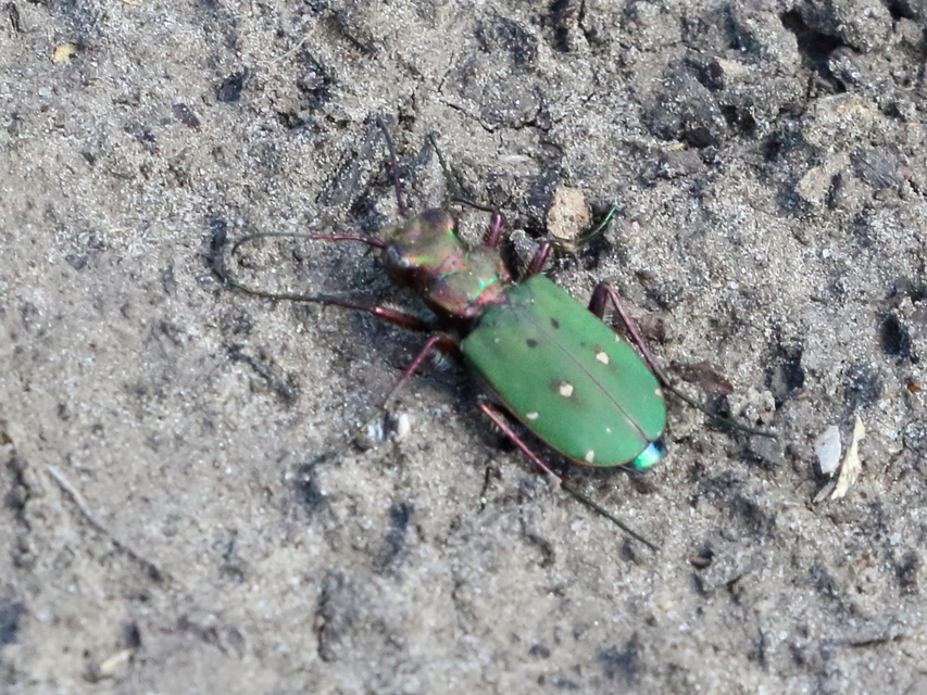 Cicindela campestris - mezei homokfutrinka