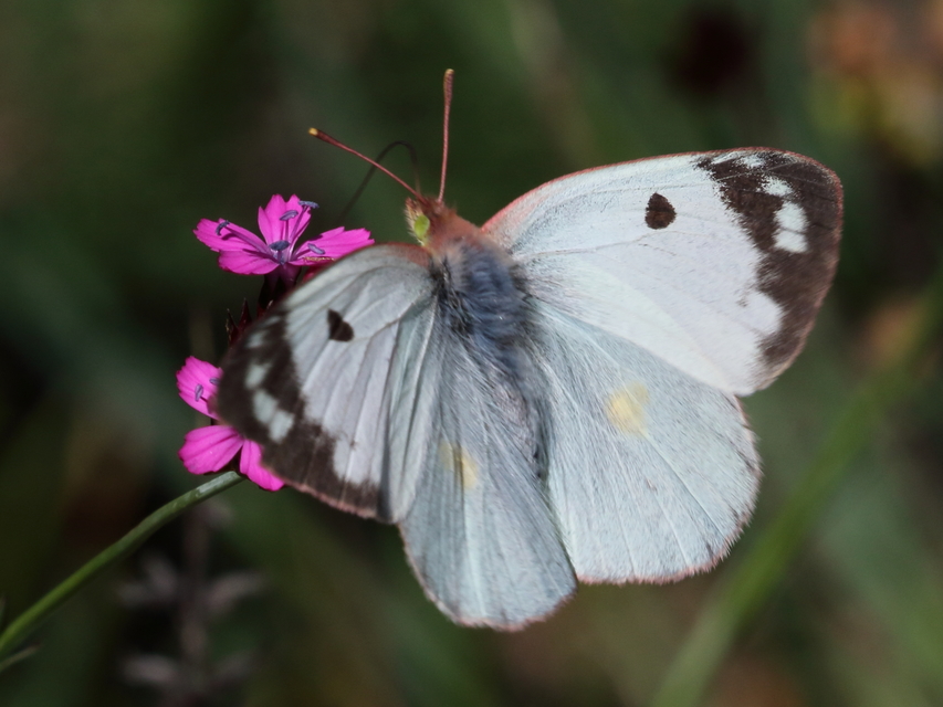 Colias alfacariensis - déli kéneslepke