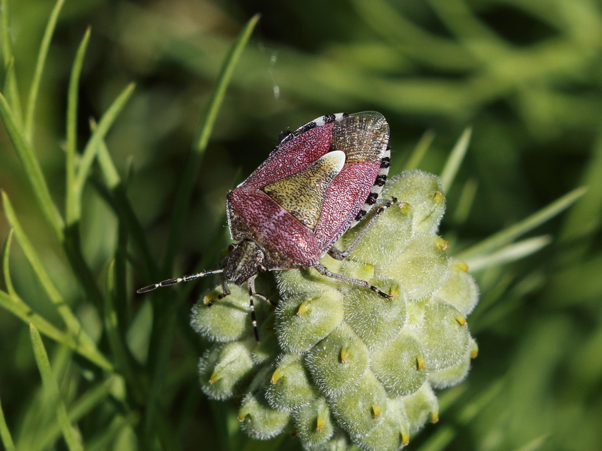 Dolycoris baccarum - közönséges bogyómászó-poloska Dolycoris baccarum - közönséges bogyómászó-poloska