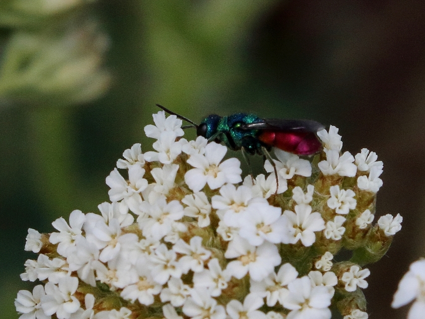 Chrysididae - fémdarazsak