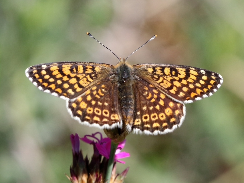 Melitaea cinxia - réti tarkalepke