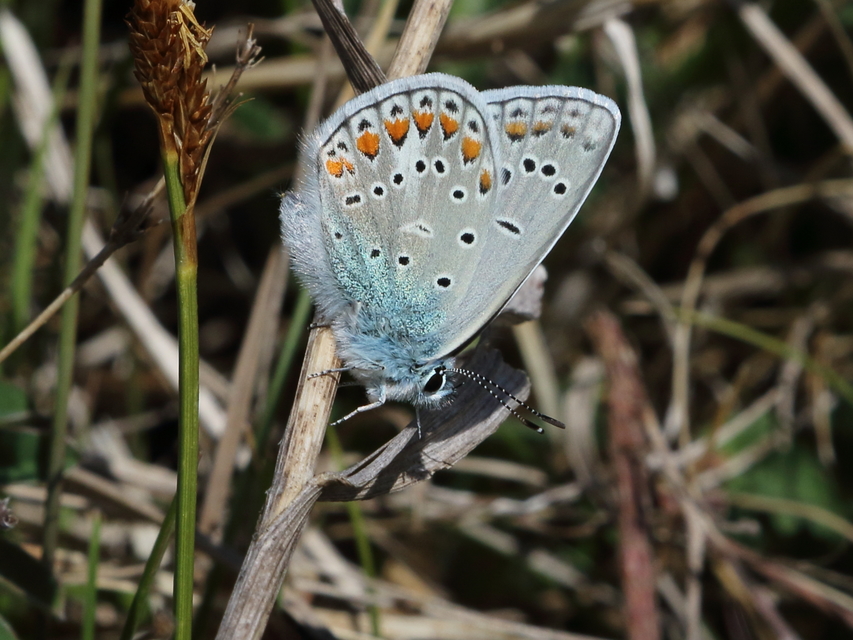 Polyommatus thersites - ibolyaszín boglárka