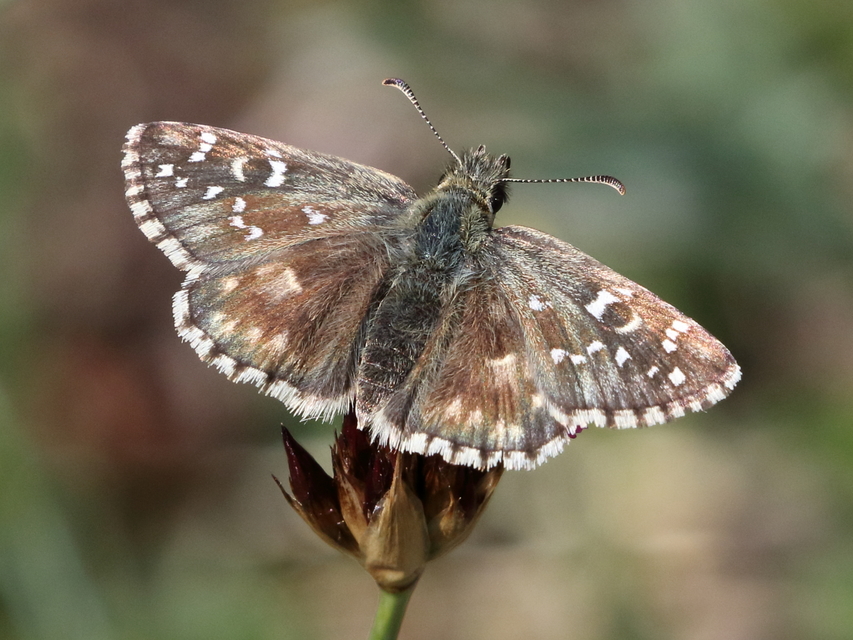 Pyrgus armoricanus - feles busalepke