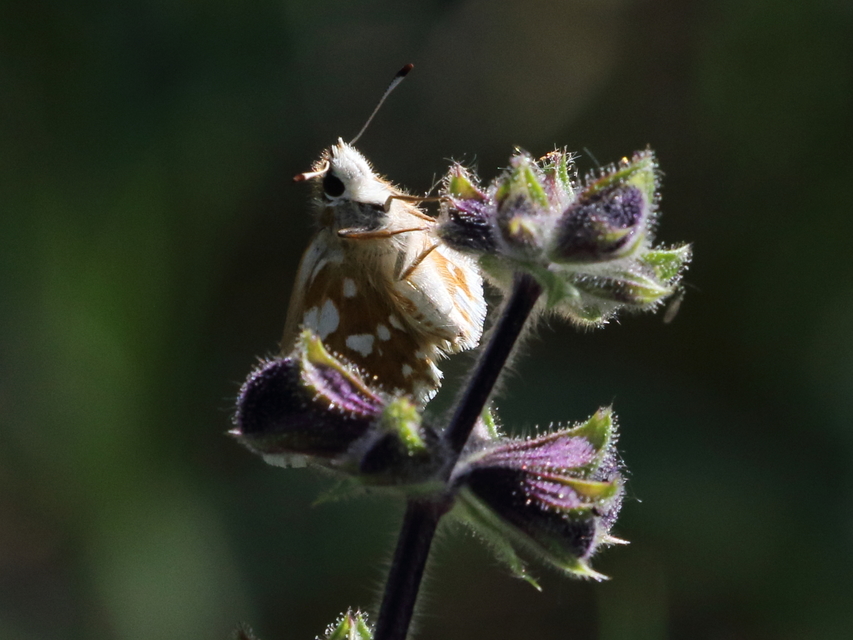 Spialia orbifer - törpe busalepke