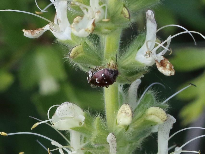 Stagonomus amoenus Stagonomus amoenus