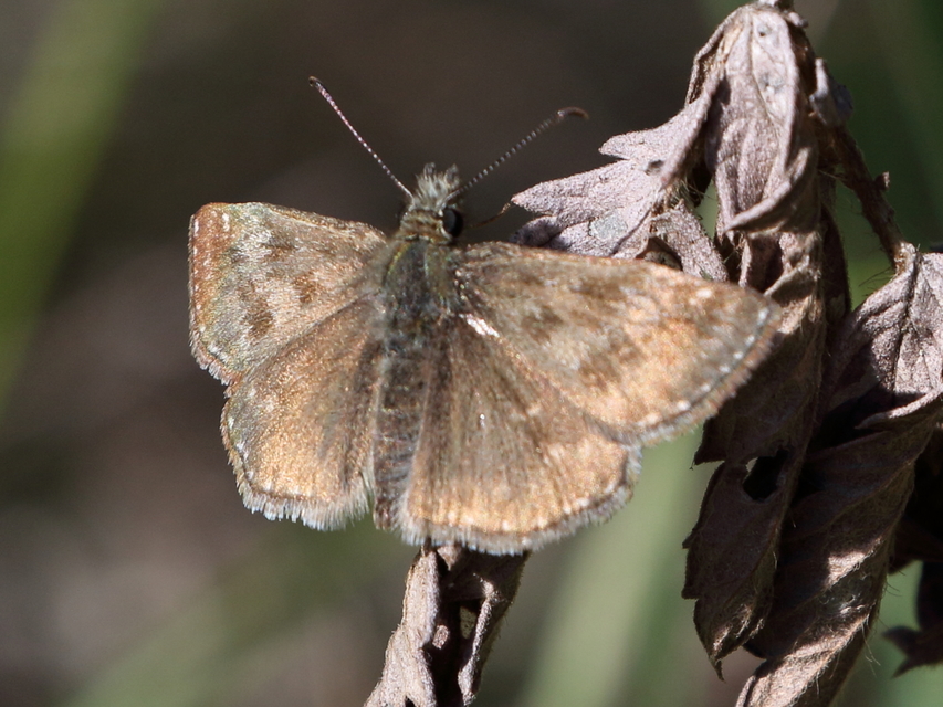 Erynnis tages - cigánylepke
