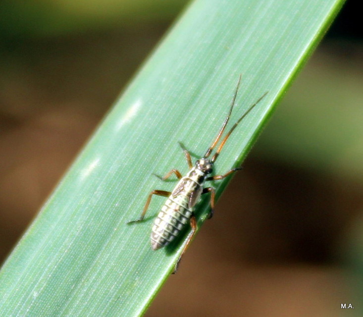 Leptopterna dolabrata - közönséges mezeipoloska