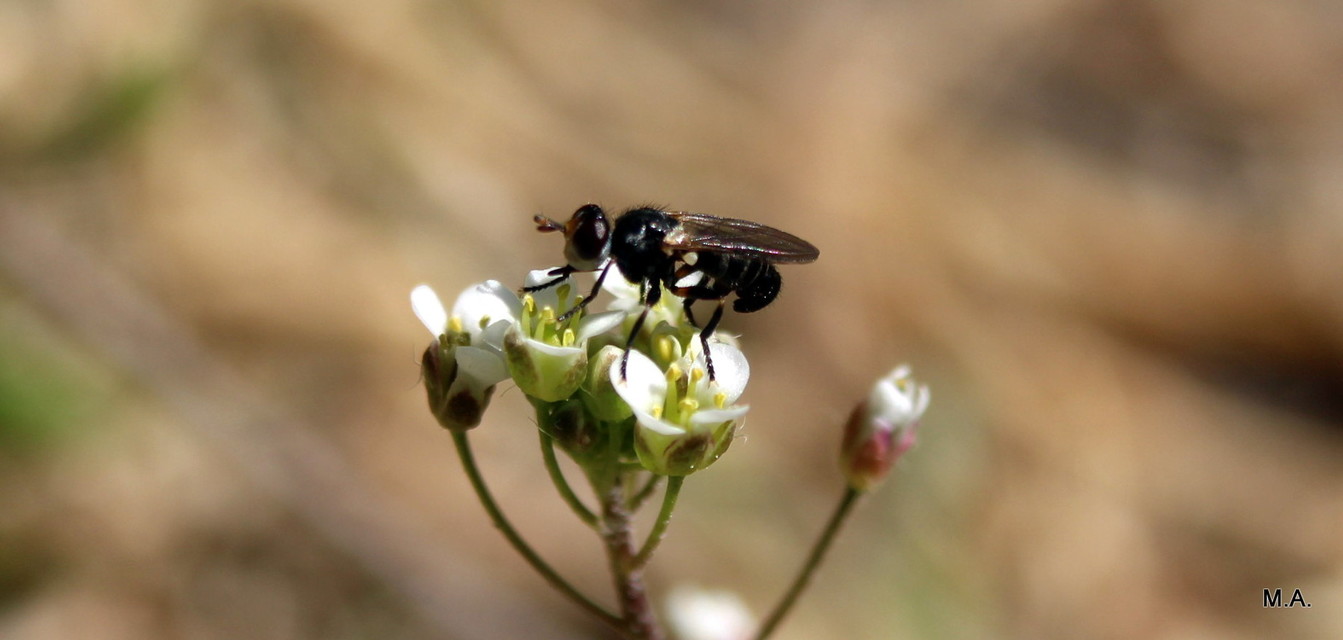 Conopidae - fejeslegyek