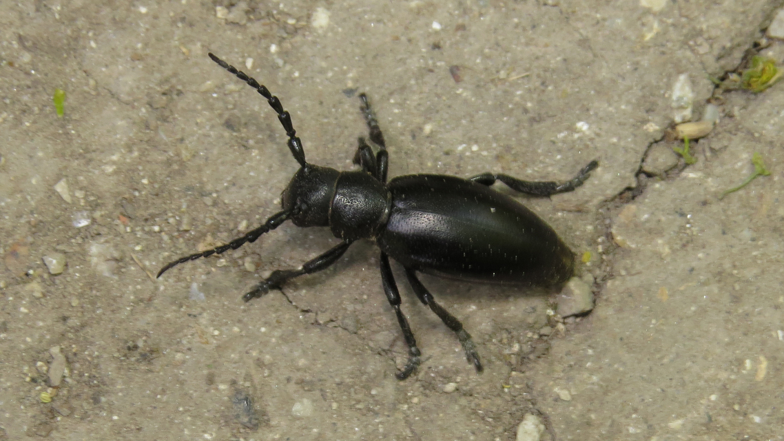 Dorcadion aethiops - fekete gyalogcincér