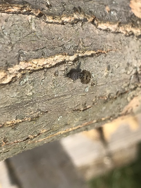 Callopistromyia annulipes - pávalégy