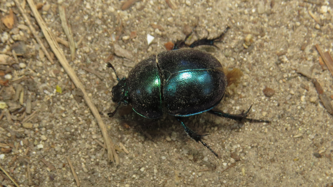 Trypocopris vernalis - tavaszi álganéjtúró