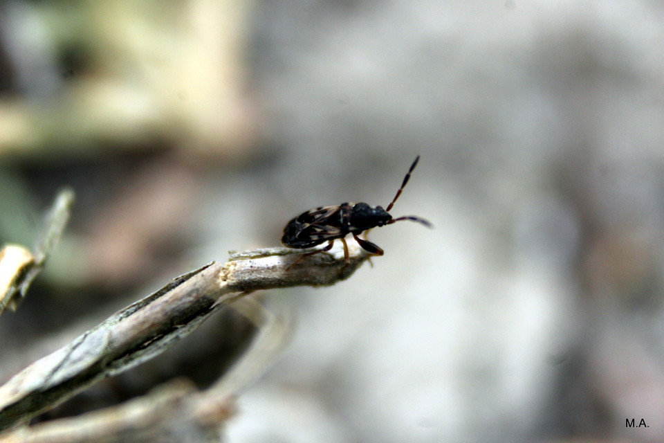 Scolopostethus