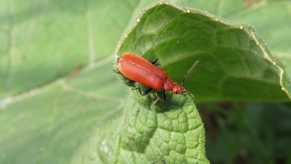 Pyrochroa serraticornis - közép-bíborbogár